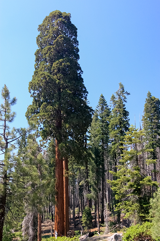 07-02 - 22.JPG - Sequoia National Park, CA